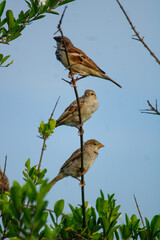 3 bird on a branch looking around