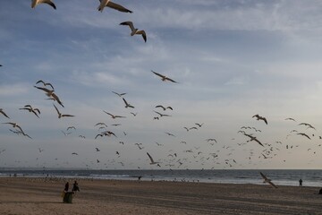 A huge flock of flying seagulls at Costa da Caparica in Lisbon city center. Seagulls and pigeons relaxing along the beach during the sunset and flying against a dramatic blue sky.