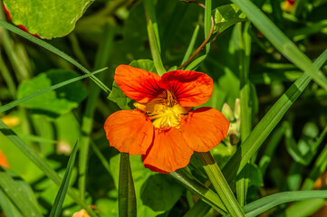 Nasturtium Flower