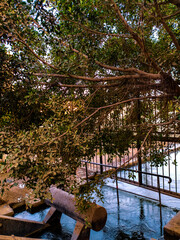 Tree on the river side , water barrier , tree in the spring season .