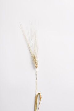 Studio shot of a camut spike on white background