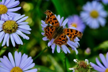 butterfly on flower