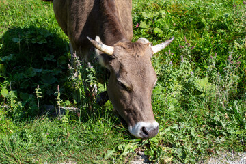 Naklejka na ściany i meble Stier Kuh Bulle auf der weide in Tirol 