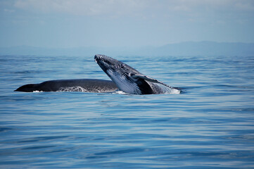 Fototapeta premium An adorable humpback whale calf learns to take out its rostrum during a walk with its mother on a calm sea in Sainte Marie, Madagascar. 