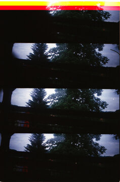 Abstract photo of the tree