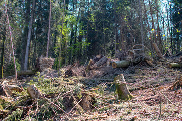 Forest