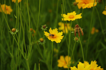 There is a bee on the yellow cosmos.