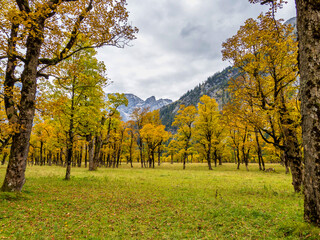Naklejka premium Maple trees at Ahornboden, Karwendel mountains, Tyrol, Austria