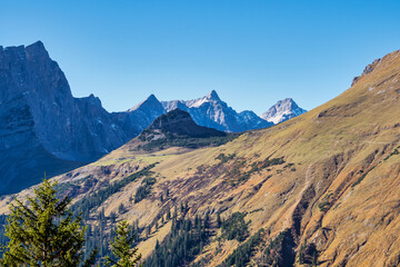 Fototapeta premium Maple trees at Ahornboden, Karwendel mountains, Tyrol, Austria