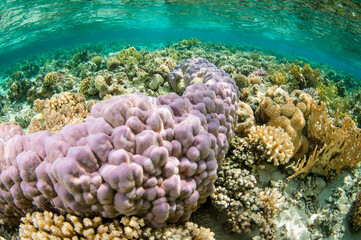 Naklejka na ściany i meble collection of different coral in the Red sea