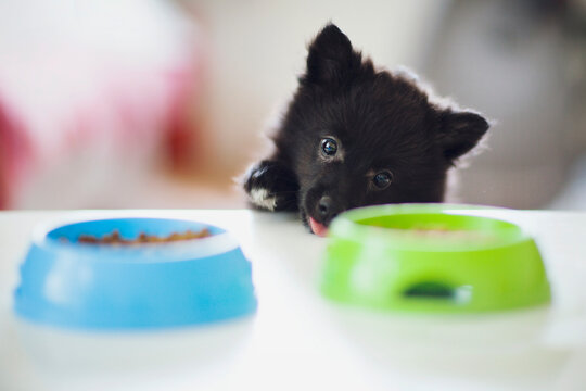 Pomeranian long-haired black puppy dog trying to steal cat food from bowls on a coffee table