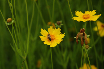 There is a bee on the yellow cosmos.
