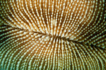 close up for coral polyps
