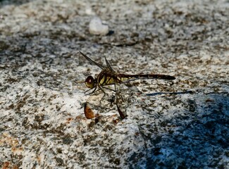 dragonfly on the ground
