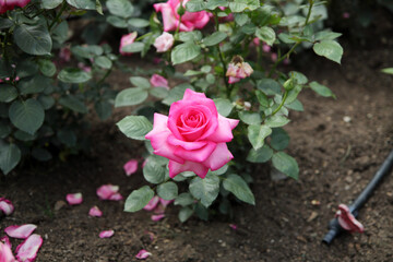 A pink garden rose and fallen flower leaves on the floor.