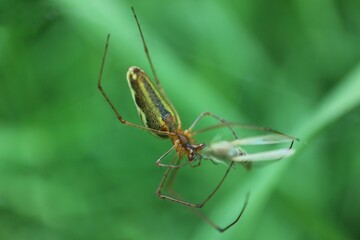 Spider with the caught victim
