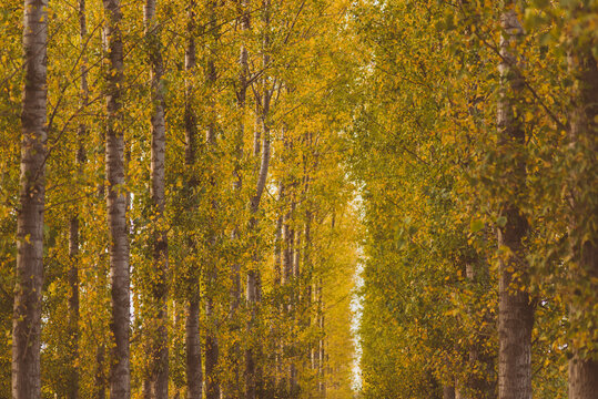 Detail of southern forests in the middle of autumn
