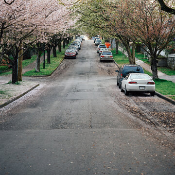 Cherry Blossom in Burnaby, Vancouver