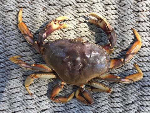 Dungeness Crab
