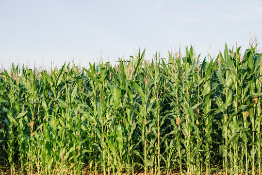Maize plants in a field at sunset. Norfolk, UK.