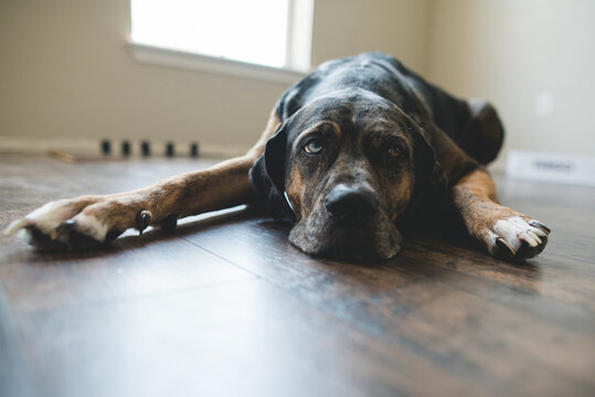 Lazy Dog days