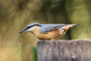 Eurasian Nuthatch (Sitta europaea) perched on a log