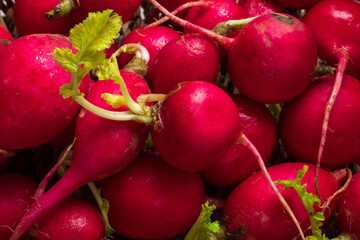 Close up of red ripe radishes