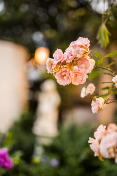 Pink Flowers