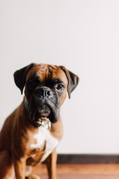 Portrait of brown boxer in the apartment