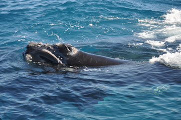 Amazing right whale known by his calluses which takes its rostrum out of the water, swimming in a turquoise and a little agitated sea, in Sainte-Marie Madagascar