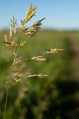 Fototapeta na wymiar .Oats grow in the field. Close-up of oats.