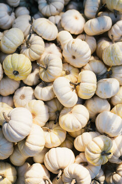 Small White Pumpkins