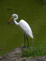 Great White Egret 