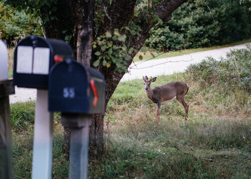 Young deer on the side of the road