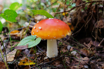Amanita muscaria