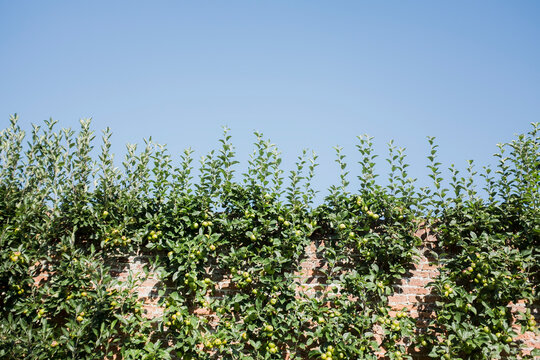 Apple tree grown espalier against a garden wall.