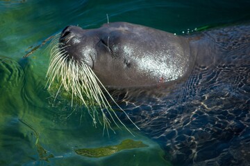 アシカ科の動物は水族館でも大人気 © Bogey Yamamoto