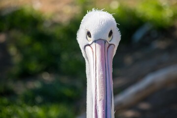ド正面からペリカンの顔を見たクローズアップ写真