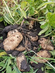 dug up potato bush on the ground, pictured, roots and tubers