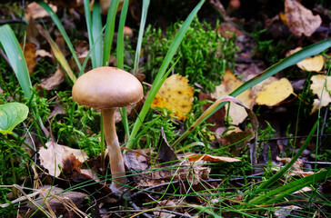 Toadstool