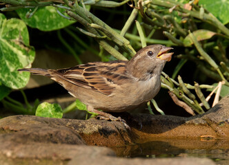 House sparrows searching for food in urban garden.