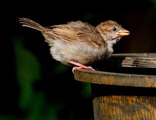 House sparrows searching for food in urban garden.