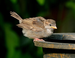 House sparrows searching for food in urban garden.