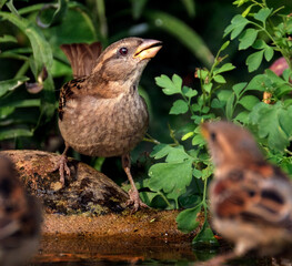 House sparrows searching for food in urban garden.