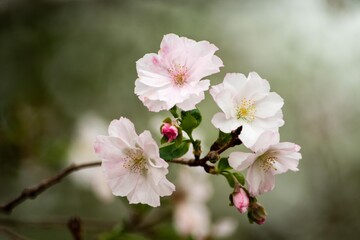 秋になると咲くサクラ～冬桜よりほんのり紅色に
