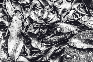 Close up detail of fallen dry dark forest leaves. Texture background, photo with autumn mood in black white tone, space for text, idea for wallpaper. Shallow depth of field