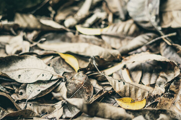 Close up detail of fallen dry dark yellow leaves with running red forest ants. Texture background, photo with autumn mood in brown tone, space for text, idea for wallpaper. Shallow depth of field