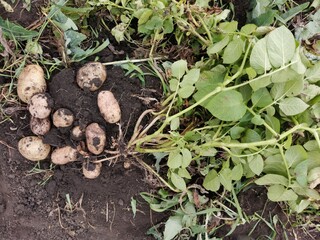 dug up potato bush on the ground, pictured, roots and tubers