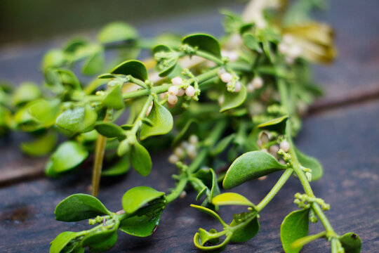 freshly picked mistletoe