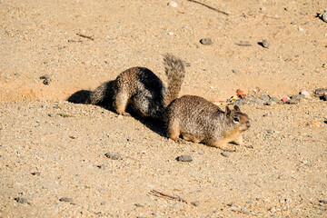 Squirrels Getting Familiar